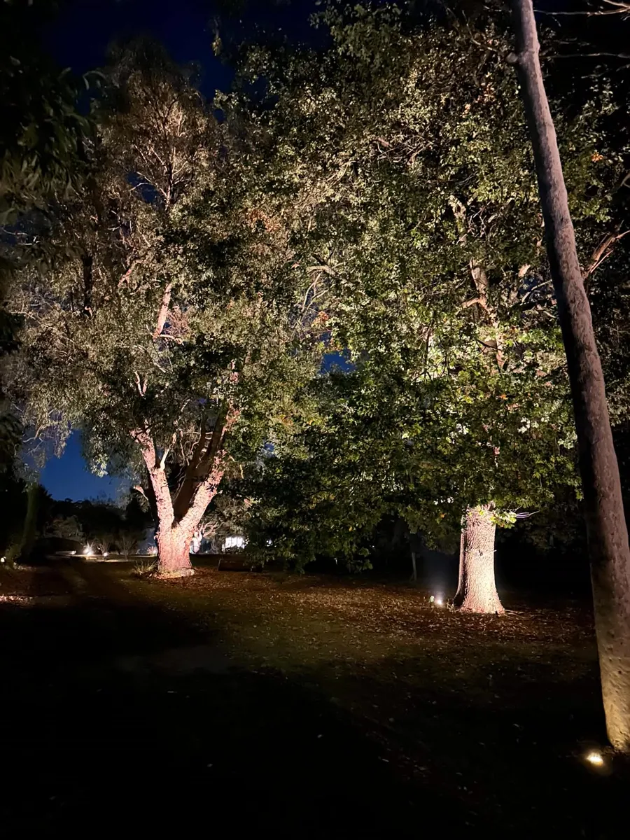 Mature garden trees illuminated from below at night
